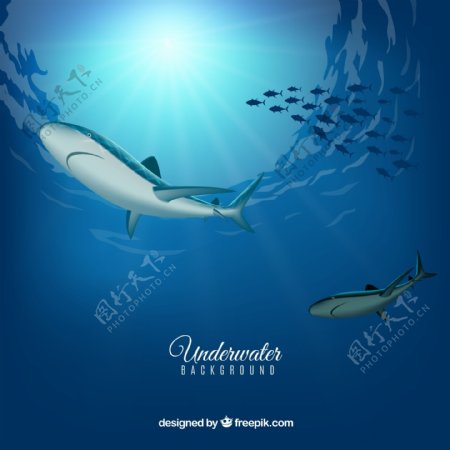 创意海底鱼群和鲨鱼