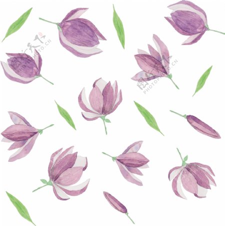紫色玉兰花平铺图
