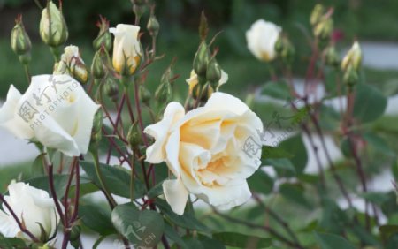 盛开的黄玫瑰花