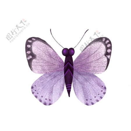 水彩紫色带点蝴蝶