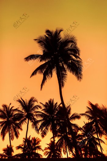 热带树的剪影