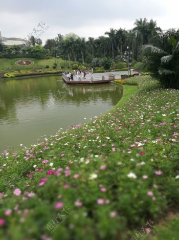 池塘边的花海