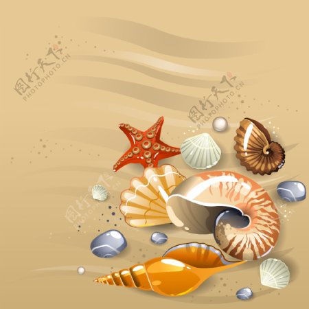 精美沙滩奇观贝壳海螺素材
