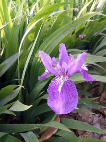 紫鸢花