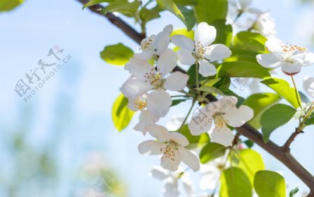 苹果花