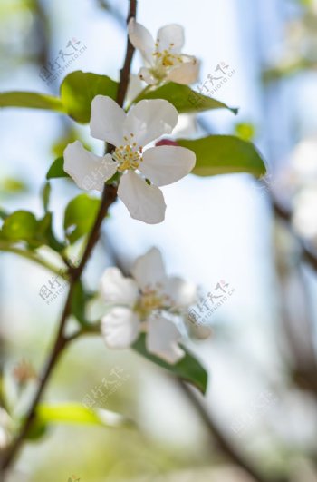 苹果花