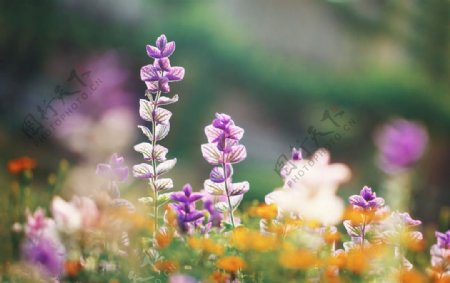 唯美春天的紫花