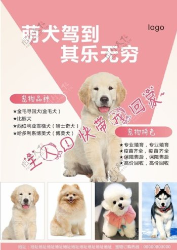 宠物海报彩页