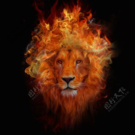 燃烧的狮子