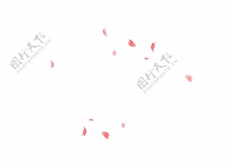 粉色樱花树花瓣飘落