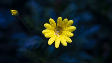 雨后植物黄色小花高清图片