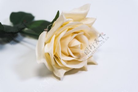 纯白背景单支玫瑰花素材