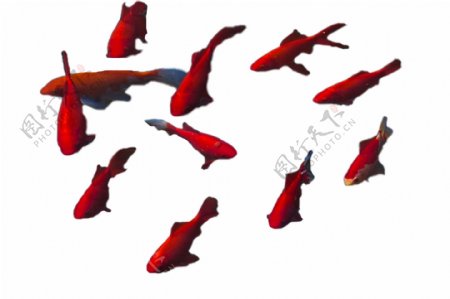 红色的小金鱼游来游去