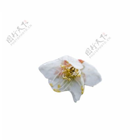 白色植物盛开的花朵元素