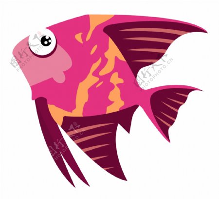 红色燕子鱼动物