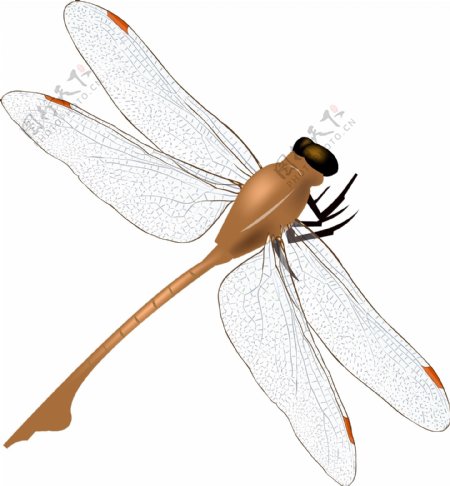 翅膀张开蜻蜓插画