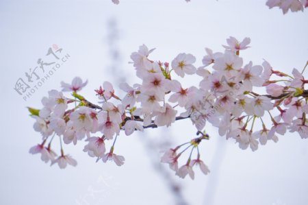 春天粉色樱花摄影
