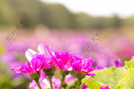 春天里的粉嫩小花摄影图