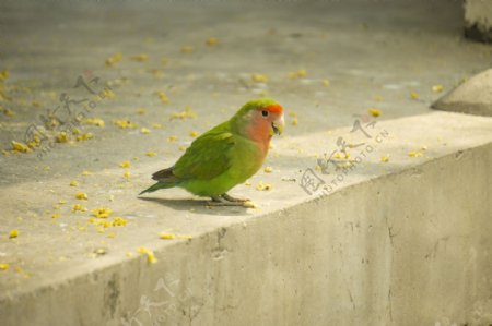 地上红嘴绿鸟动物摄影
