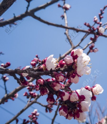 春暖花开桃花系列