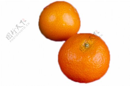 两个颜色漂亮的大橘子
