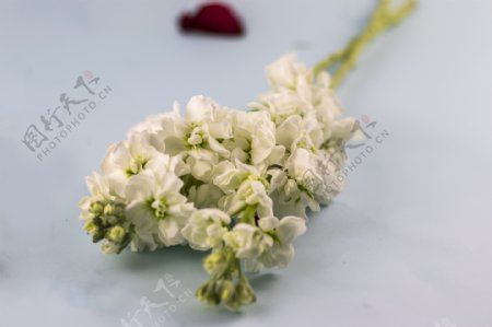 鲜花系列之白色的花朵