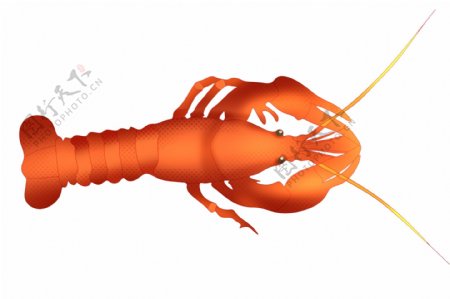 橘色龙虾动物插画