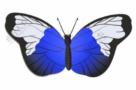 漂亮的昆虫蝴蝶插画