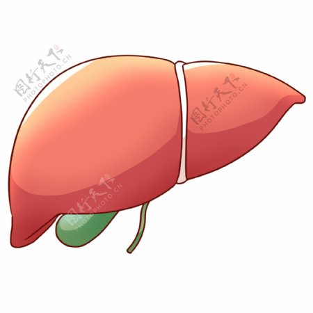 卡通立体肝脏插图