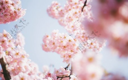 重瓣粉色樱花