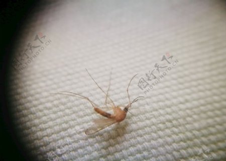 微焦摄影昆虫蚊子