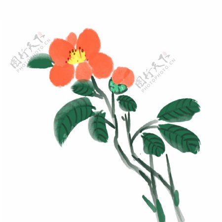 红色山茶花植物