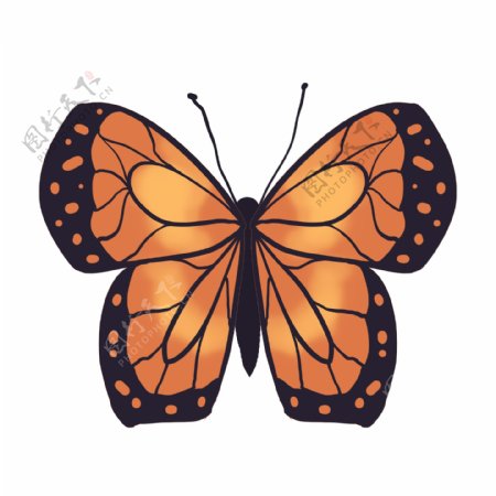 棕色动物昆虫蝴蝶