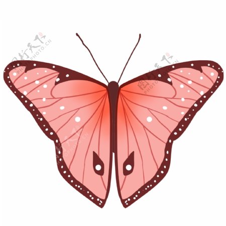 昆虫蝴蝶唯美粉色