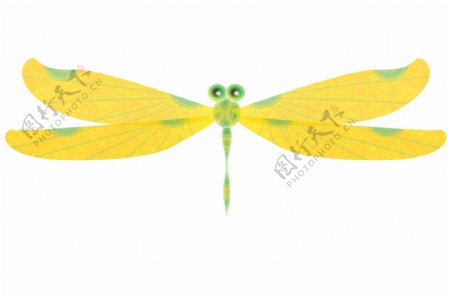 黄色蜻蜓飞虫