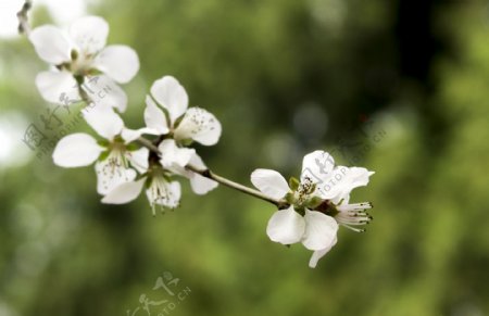 植物系列之白色桃花高清细节