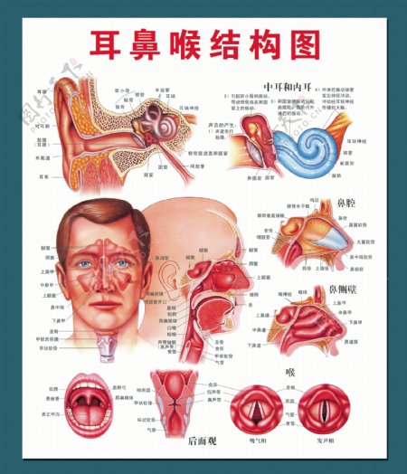 耳鼻喉结构