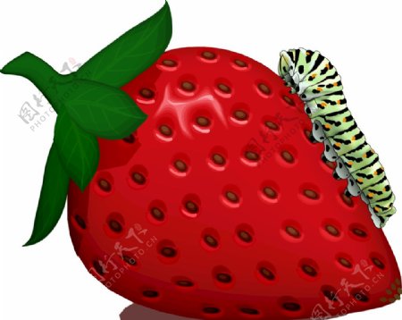 草莓水果毛毛虫