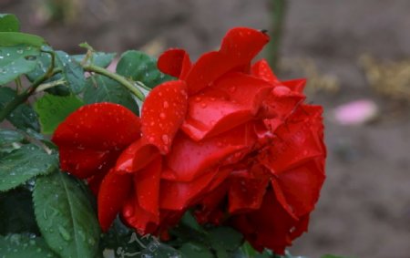 雨露月季花