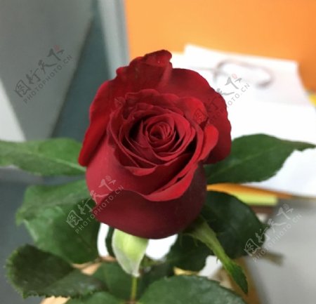 办公室一支玫瑰花