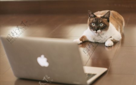看电脑的猫
