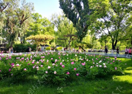 公园花卉