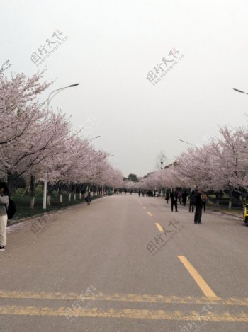 药科大学樱花大道