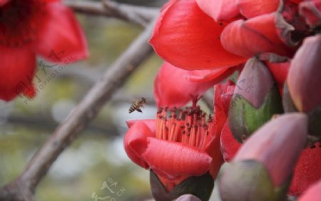 木棉花