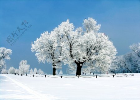 雪景