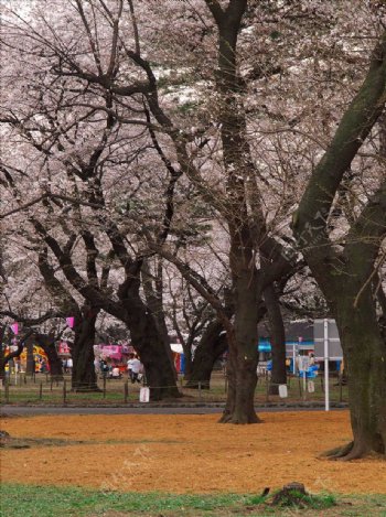 樱花树