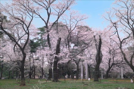 樱花树