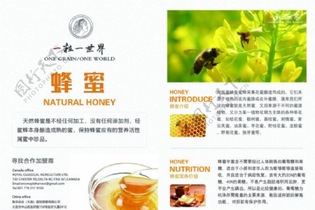 进口蜂蜜B5宣传单