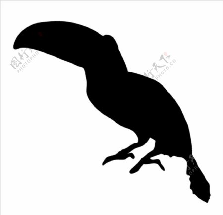 野生动物系列巨嘴鸟