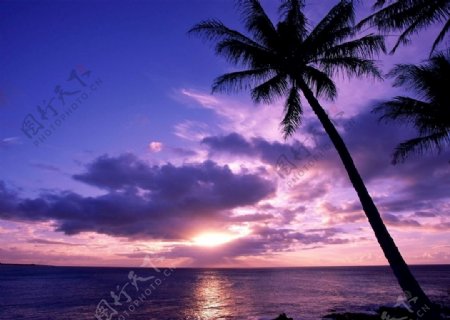 落日下的海边椰树